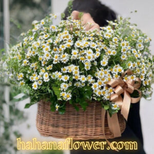 Giỏ Cúc Tana